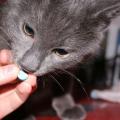 Дирофен для кошек: инструкция по применению, состав, дозировка и цена Дирофен как давать кошке