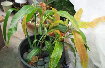 Как самостоятельно вырастить в домашних условиях плодоносящее деревце манго