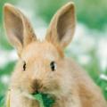 Почему кролики скрипят зубами и умирают?