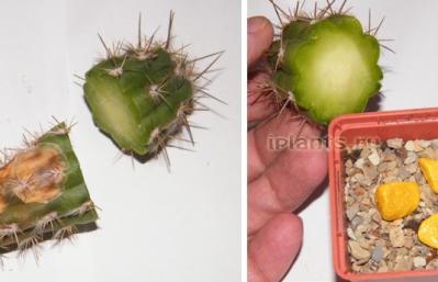 Kaktusy, spôsoby rozmnožovania: semená, odrezky, listy, výhonky Rozmnožovanie kaktusov doma odrezkami